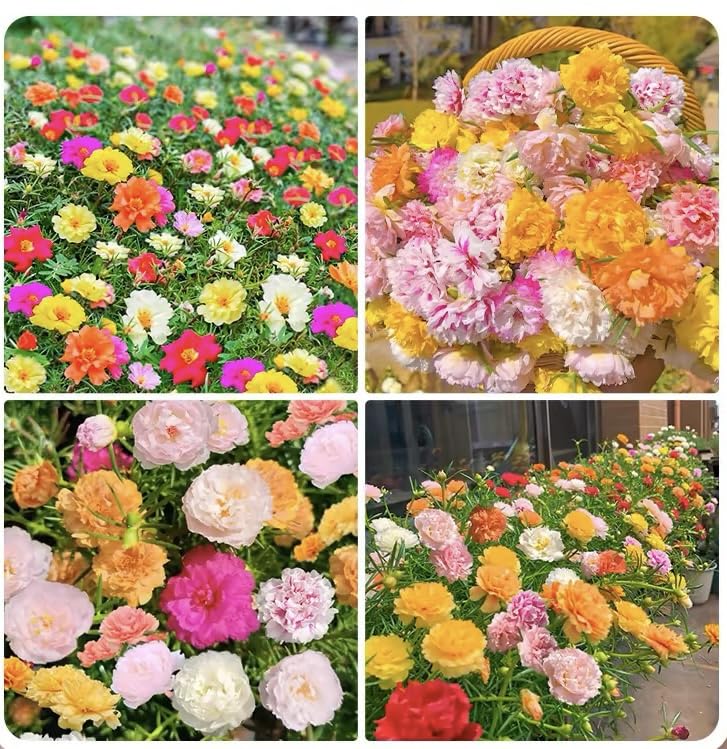 5000+ Mixed Moss Rose Seeds for Planting - Portulaca Grandiflora Seeds Tropical Ground Cover Plant Seeds - Heat & Drought Tolerant