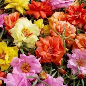 5000+ Mixed Moss Rose Seeds for Planting - Portulaca Grandiflora Seeds Tropical Ground Cover Plant Seeds - Heat & Drought Tolerant