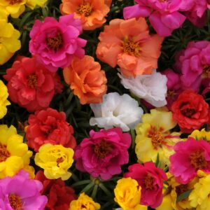 5000+ Mixed Moss Rose Seeds for Planting - Portulaca Grandiflora Seeds Tropical Ground Cover Plant Seeds - Heat & Drought Tolerant