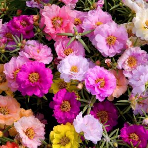 5000+ Mixed Moss Rose Seeds for Planting - Portulaca Grandiflora Seeds Tropical Ground Cover Plant Seeds - Heat & Drought Tolerant