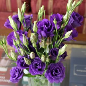 Lisianthus Flower Seeds for Planting - 50 Annual Lisianthus Seeds Double Flower Seeds Non-GMO Heirloom Lisianthus Seeds