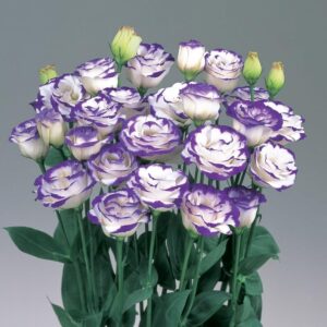 Lisianthus Flower Seeds for Planting - 50 Annual White Purple Lisianthus Double Flower Seeds