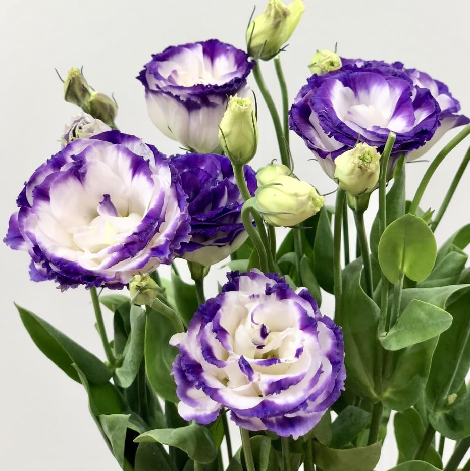 Lisianthus Flower Seeds for Planting - 50 Annual White Purple Lisianthus Double Flower Seeds