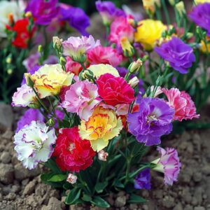 lisianthus seeds for planting, lisianthus flower seeds, vibrant blooms for garden & bouquets, easy-to-grow variety (pack of 100 seeds) (mixed)