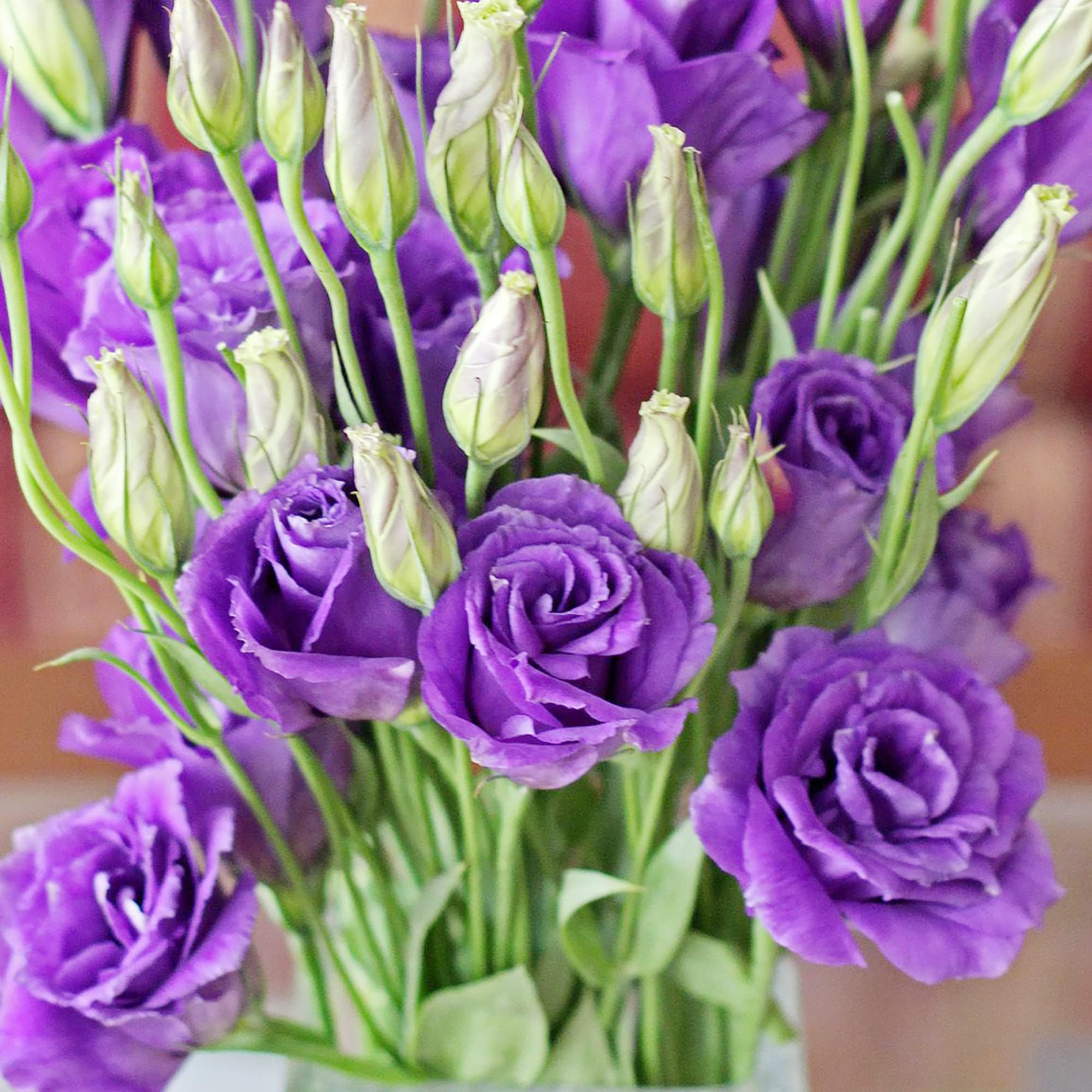 Lisianthus Flower Seeds for Planting - 50 Annual Lisianthus Seeds Double Flower Seeds Non-GMO Heirloom Lisianthus Seeds