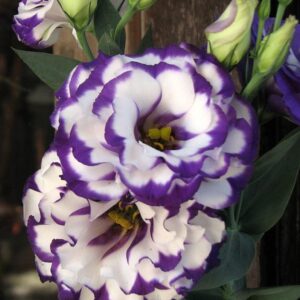 lisianthus flower seeds for planting - 50 annual white purple lisianthus double flower seeds