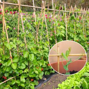 Plant Stakes,4FT Longer Sturdy Natural Bamboo Garden Stakes,GAGINANG 25Pcs Bamboo Sticks Trellis Support for Tomato, Vegetables Beans Trees Climbing Plants