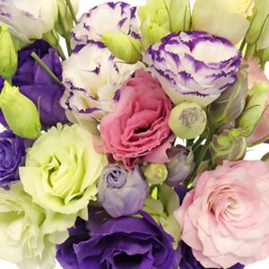 Lisianthus Flower Seeds for Planting - 200 Annual Lisianthus Mixed Double Flower Seeds Non-GMO Lisianthus Seeds