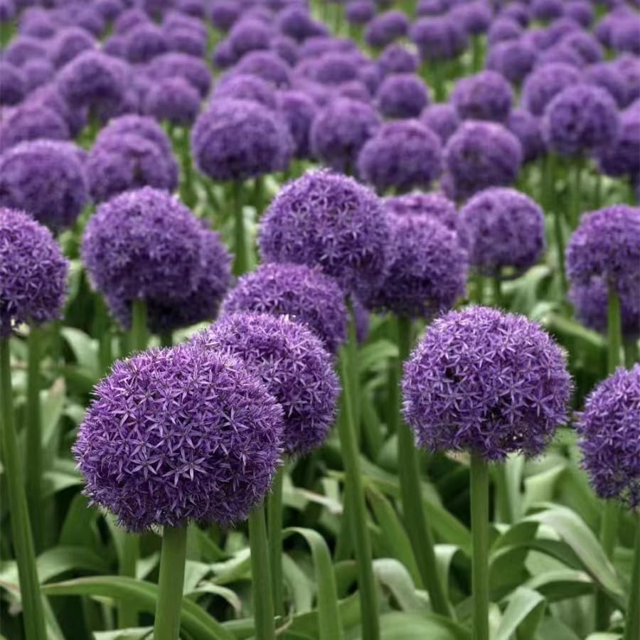 Allium Giganteum Flower Seeds, Allium Seeds, Pack of 150 Flower Seeds for Planting