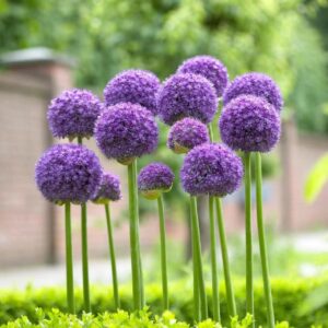 Allium Giganteum Flower Seeds, Allium Seeds, Pack of 150 Flower Seeds for Planting