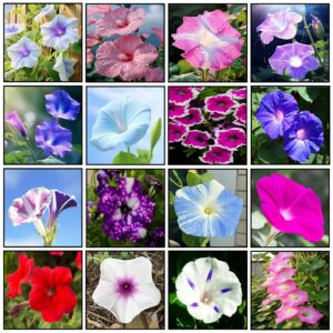 300+ mixed morning glory seeds for planting, wonderful climbing heirloom vine, beautiful perennial flowers, non - gmo seeds, easy to plant