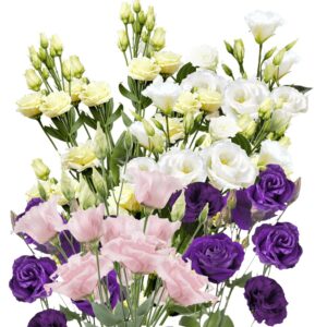 Lisianthus Flower Seeds for Planting - 200 Annual Lisianthus Mixed Double Flower Seeds Non-GMO Lisianthus Seeds