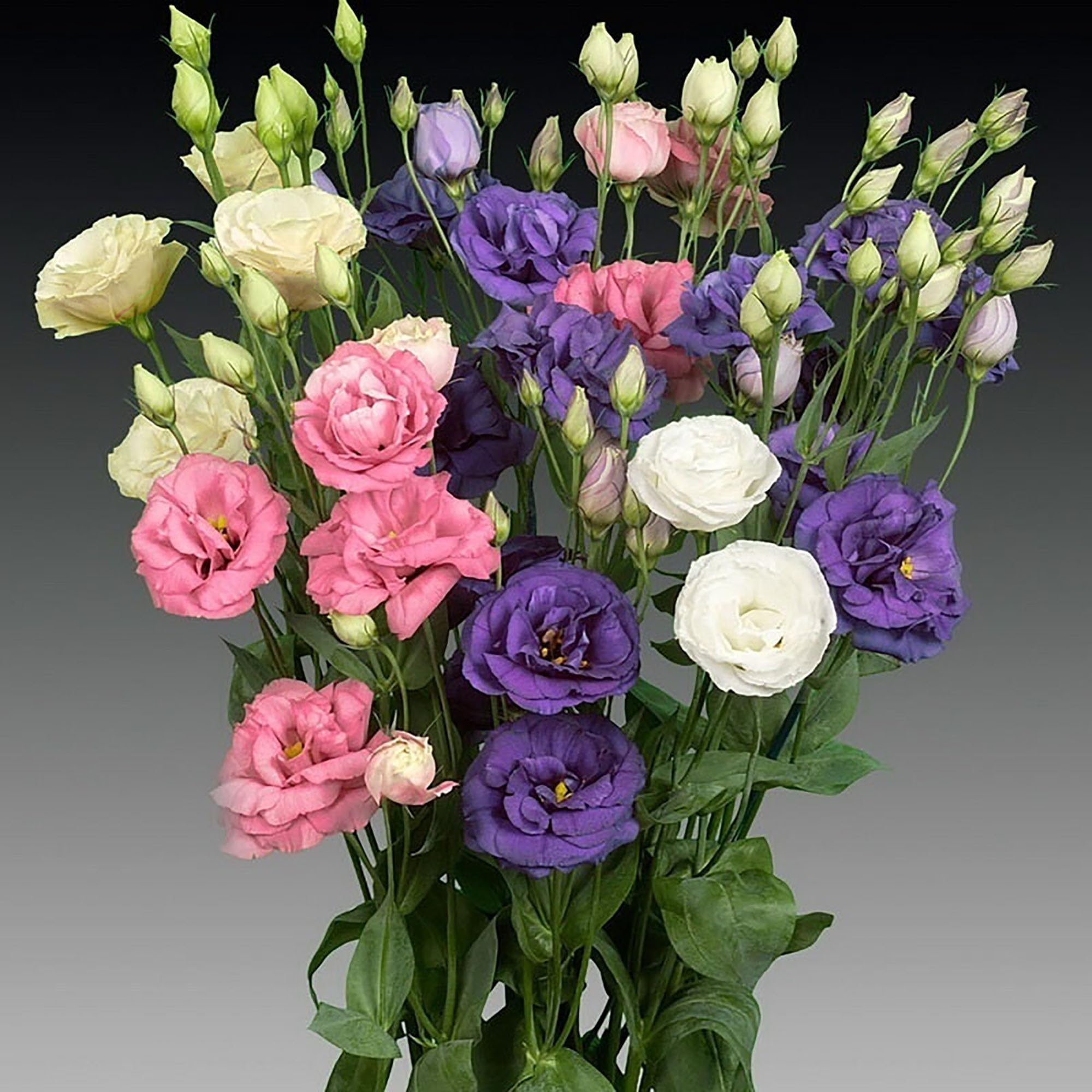 Lisianthus Flower Seeds for Planting - 200 Annual Lisianthus Mixed Double Flower Seeds Non-GMO Lisianthus Seeds