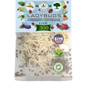 Live Ladybugs - Good Bugs for Garden - Hippodamia Convergens - Guaranteed Live Delivery!… (Ladybugs, 300, Count)