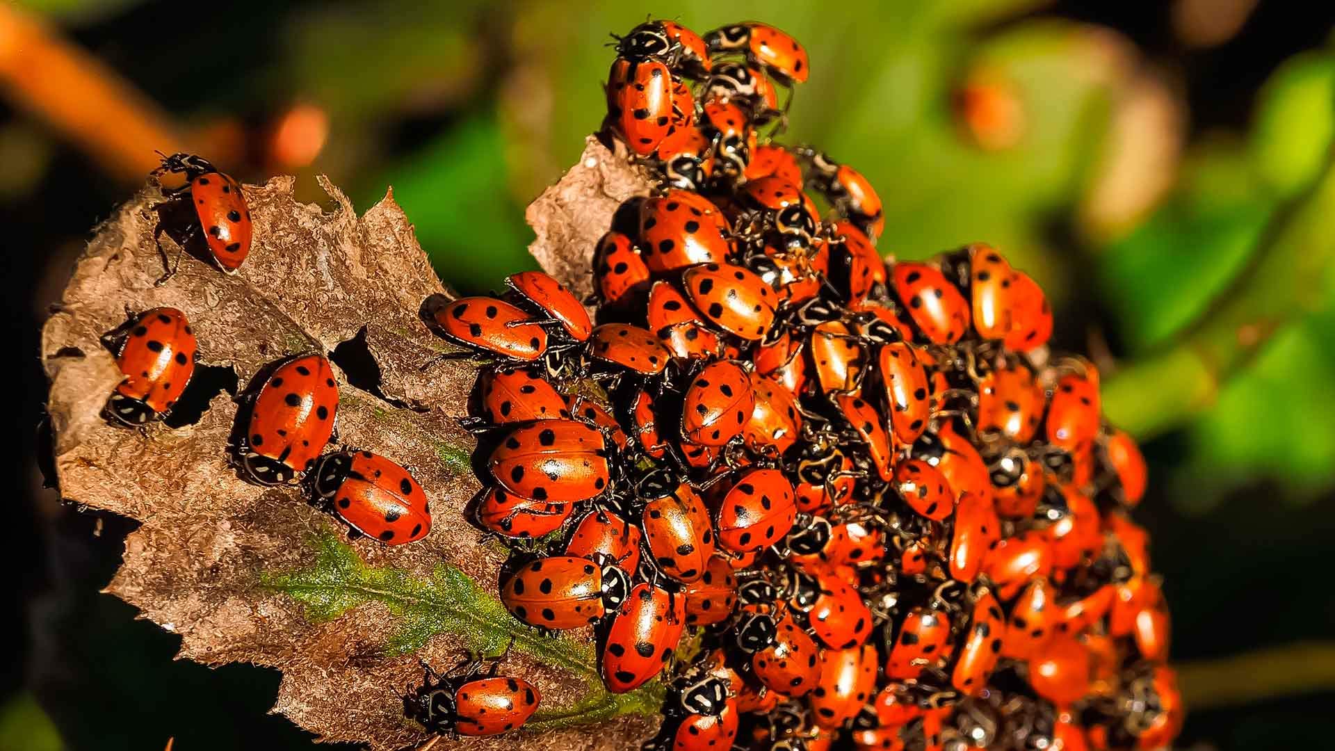 Live Ladybugs - Good Bugs for Garden - Hippodamia Convergens - Guaranteed Live Delivery!… (Ladybugs, 300, Count)