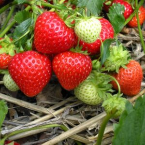 ZEshops 200pcs Cream Strawberry Seeds - Hardy Perennial Herb, Fall & Spring Planting, Vibrant Multi-Color Harvest (Red Strawberry)