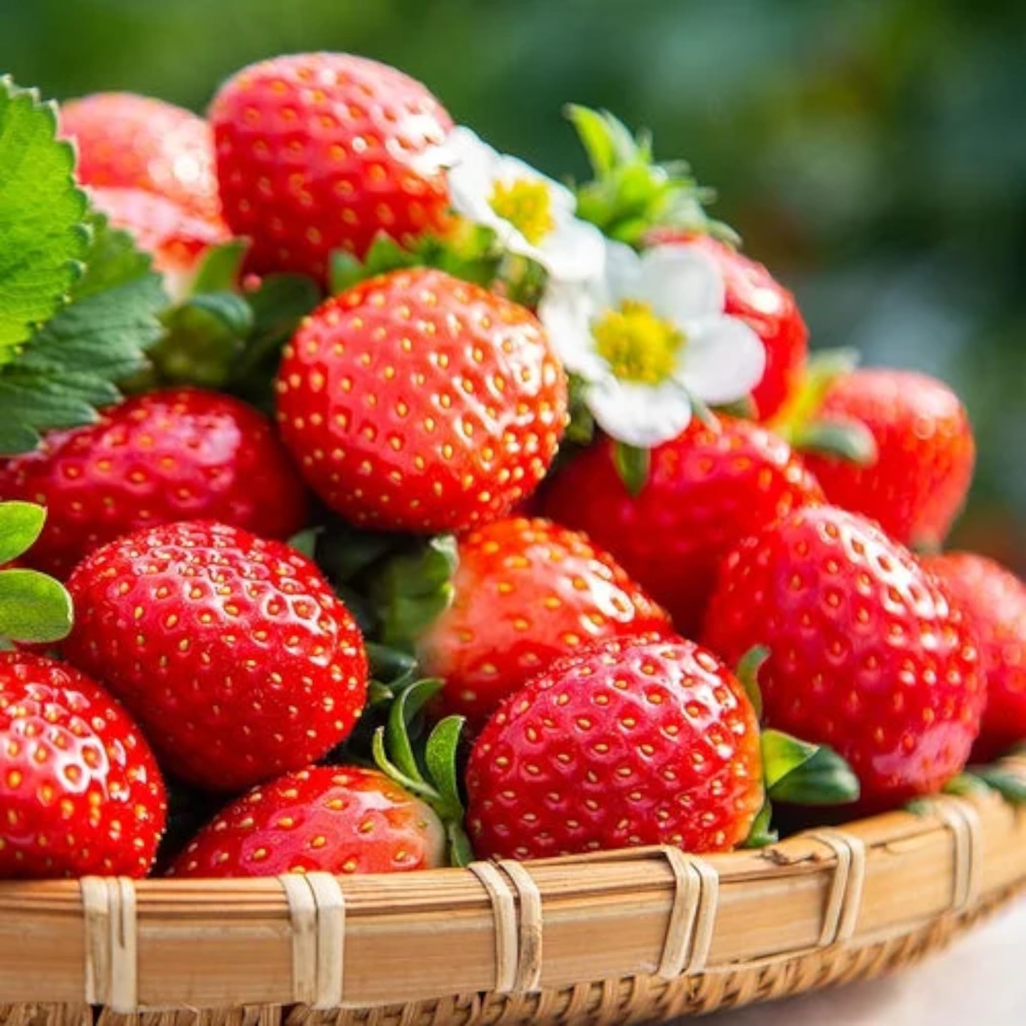 ZEshops 200pcs Cream Strawberry Seeds - Hardy Perennial Herb, Fall & Spring Planting, Vibrant Multi-Color Harvest (Red Strawberry)