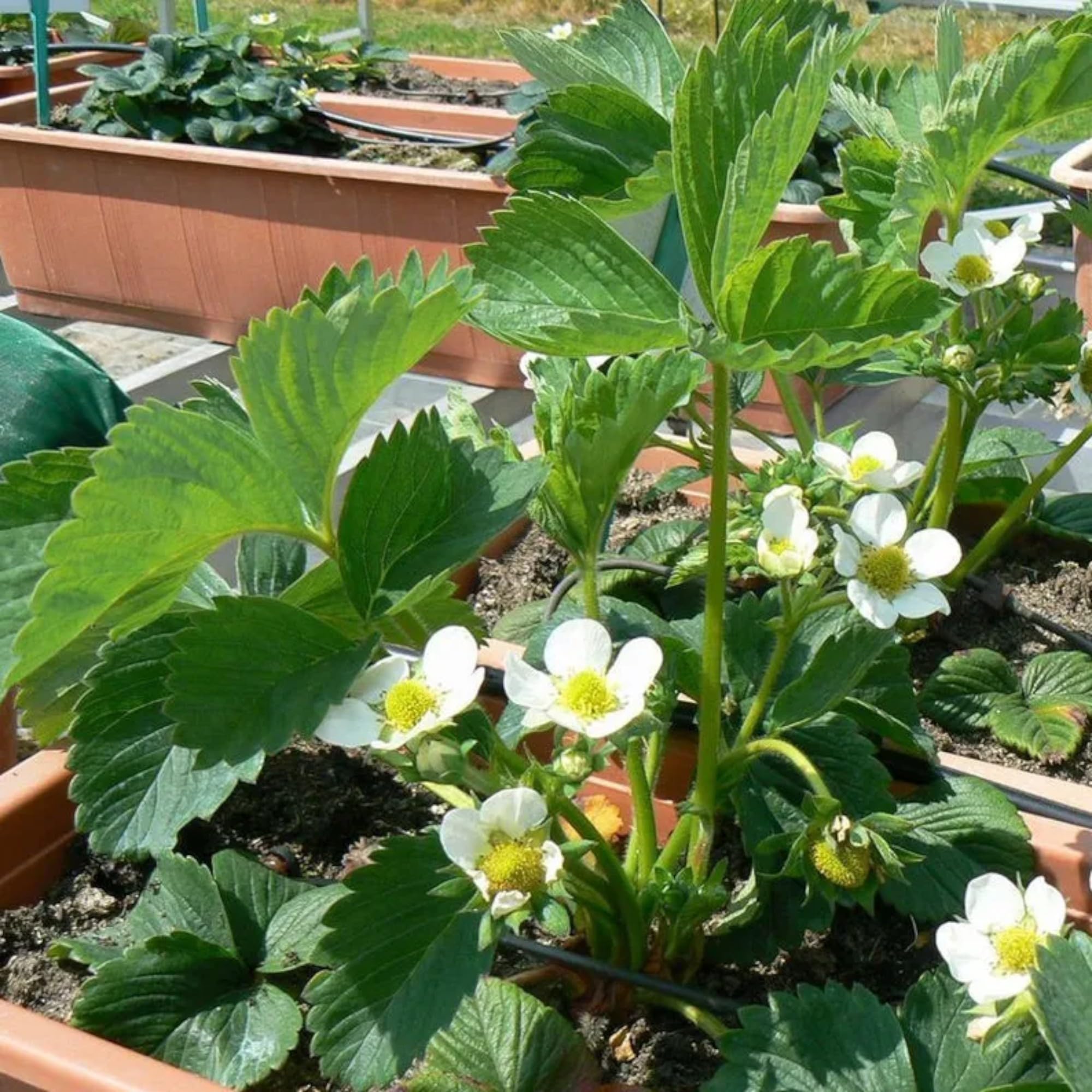 ZEshops 200pcs Cream Strawberry Seeds - Hardy Perennial Herb, Fall & Spring Planting, Vibrant Multi-Color Harvest (Red Strawberry)