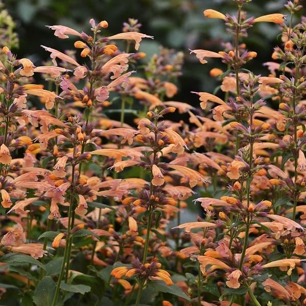 50+ Perennial Arizona Sandstone Hummingbird Mint Flower Seeds for Planting Outdoor- Rare Agastache Seeds Garden Home Plant Non-GMO