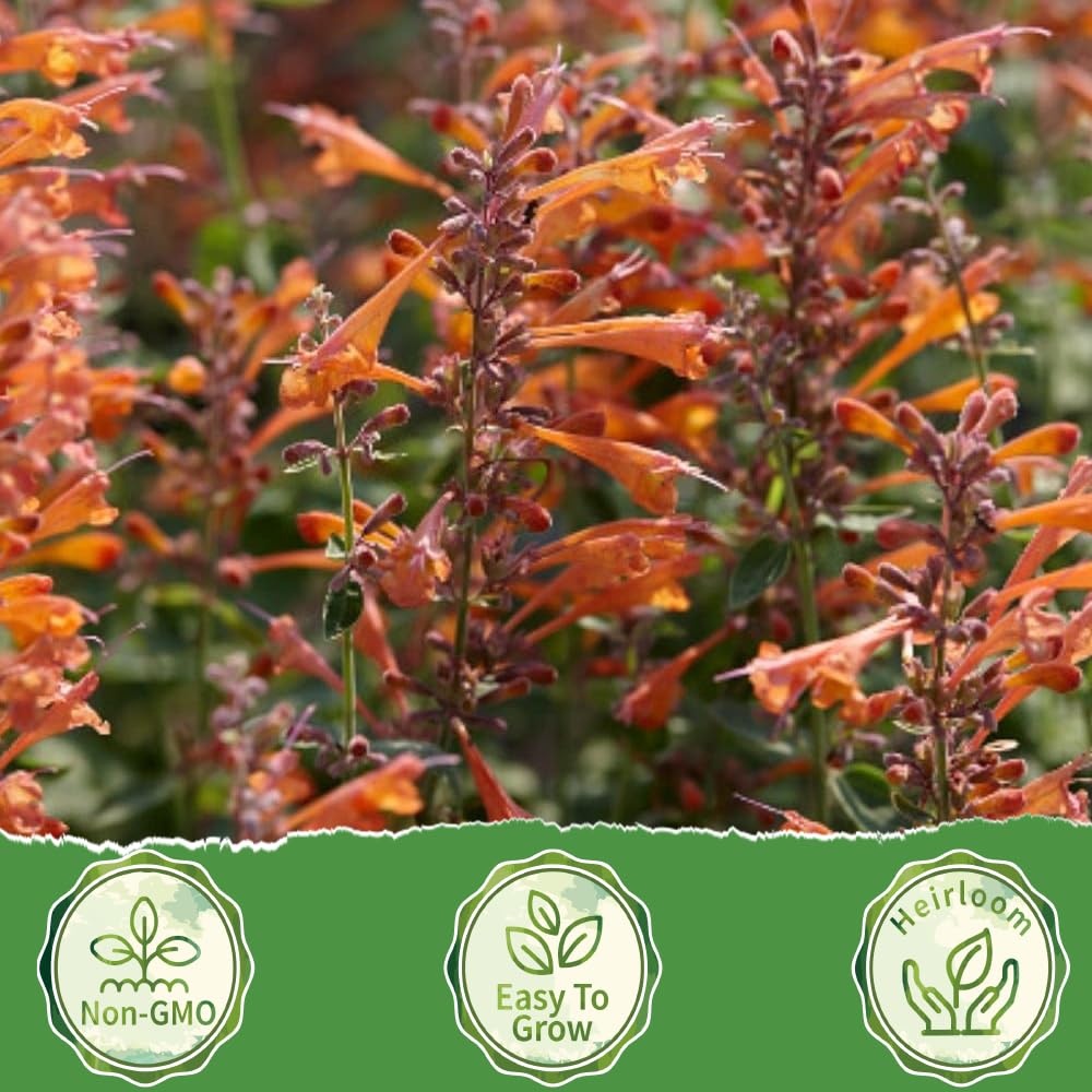 50+ Perennial Arizona Sandstone Hummingbird Mint Flower Seeds for Planting Outdoor- Rare Agastache Seeds Garden Home Plant Non-GMO