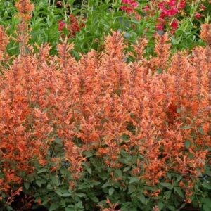 50+ Perennial Arizona Sandstone Hummingbird Mint Flower Seeds for Planting Outdoor- Rare Agastache Seeds Garden Home Plant Non-GMO