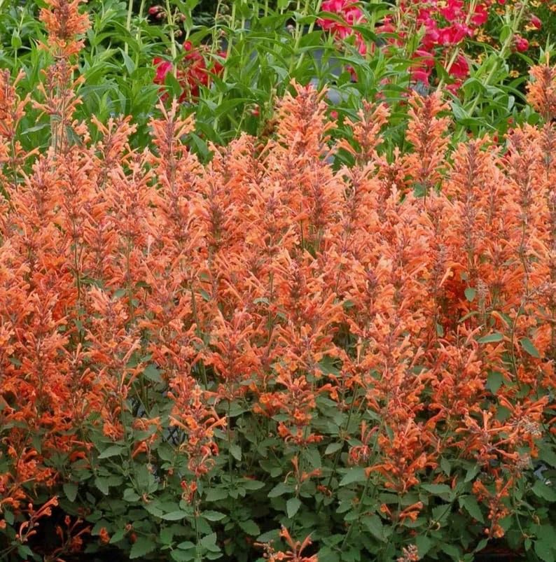 50+ Perennial Arizona Sandstone Hummingbird Mint Flower Seeds for Planting Outdoor- Rare Agastache Seeds Garden Home Plant Non-GMO