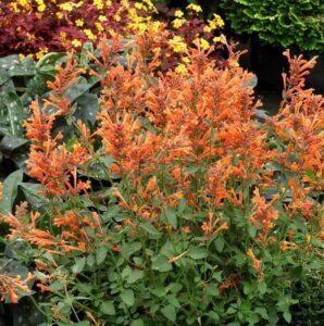 50+ perennial arizona sandstone hummingbird mint flower seeds for planting outdoor- rare agastache seeds garden home plant non-gmo