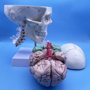 QSMYS Human Skull and Brain with Cervical Vertebra Anatomy Model, Life Size Anatomical Model for Science Classroom Study Display Teaching