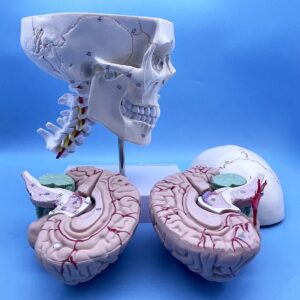 QSMYS Human Skull and Brain with Cervical Vertebra Anatomy Model, Life Size Anatomical Model for Science Classroom Study Display Teaching