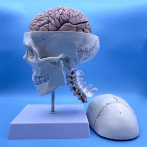 QSMYS Human Skull and Brain with Cervical Vertebra Anatomy Model, Life Size Anatomical Model for Science Classroom Study Display Teaching