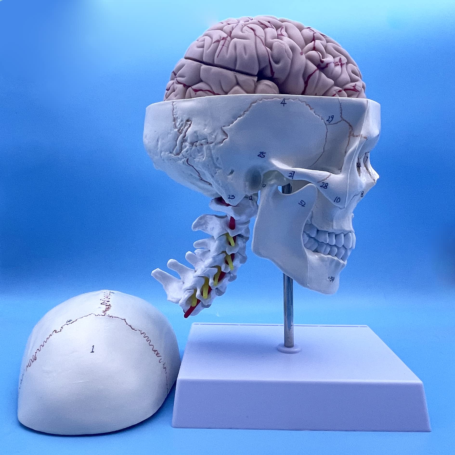 QSMYS Human Skull and Brain with Cervical Vertebra Anatomy Model, Life Size Anatomical Model for Science Classroom Study Display Teaching