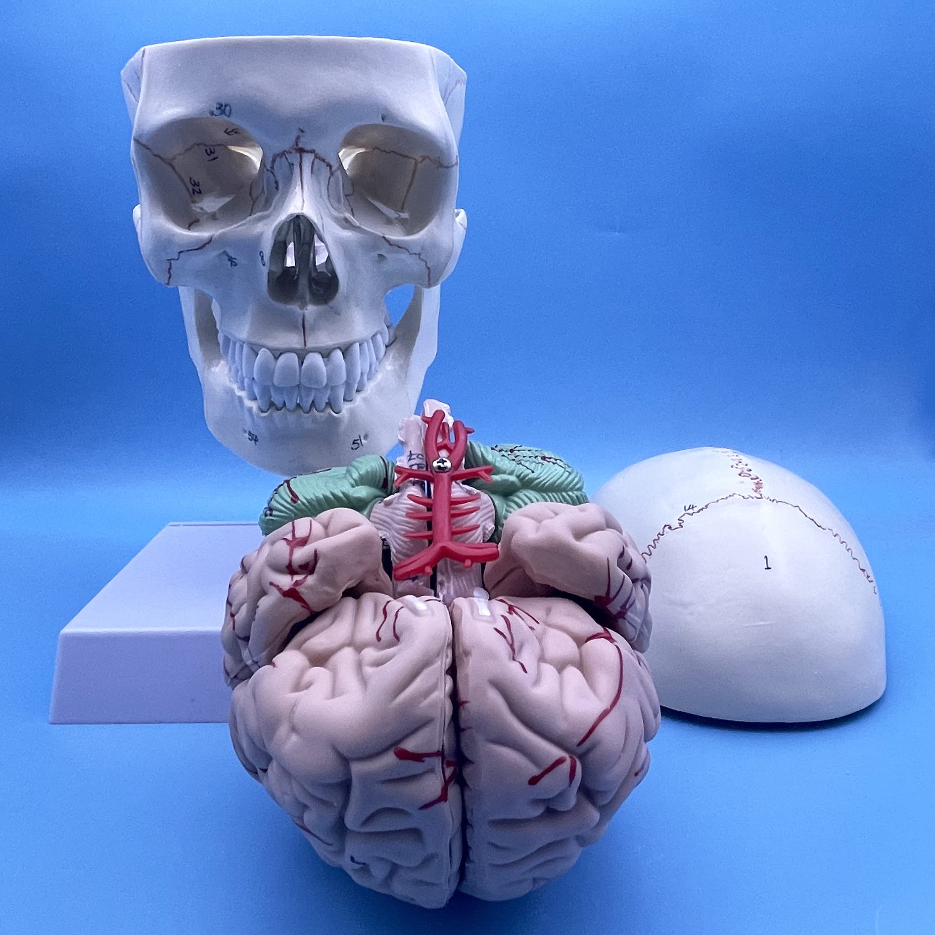 QSMYS Human Skull and Brain with Cervical Vertebra Anatomy Model, Life Size Anatomical Model for Science Classroom Study Display Teaching