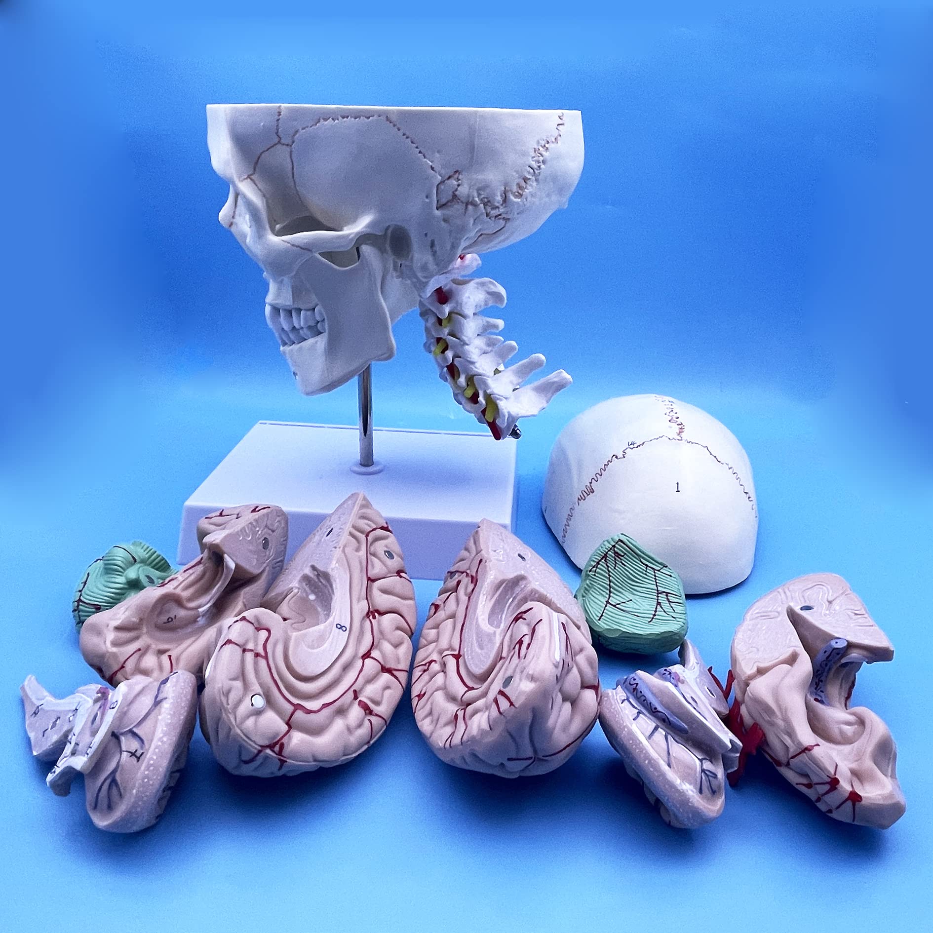 QSMYS Human Skull and Brain with Cervical Vertebra Anatomy Model, Life Size Anatomical Model for Science Classroom Study Display Teaching