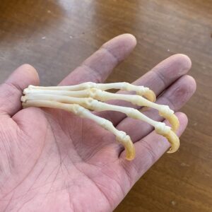 10pcs Real Skull Red Fox, Silver Fox, Cross Fox feet Articulated Bones Claws Paws Taxidermy &