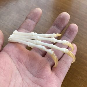 10pcs Real Skull Red Fox, Silver Fox, Cross Fox feet Articulated Bones Claws Paws Taxidermy &