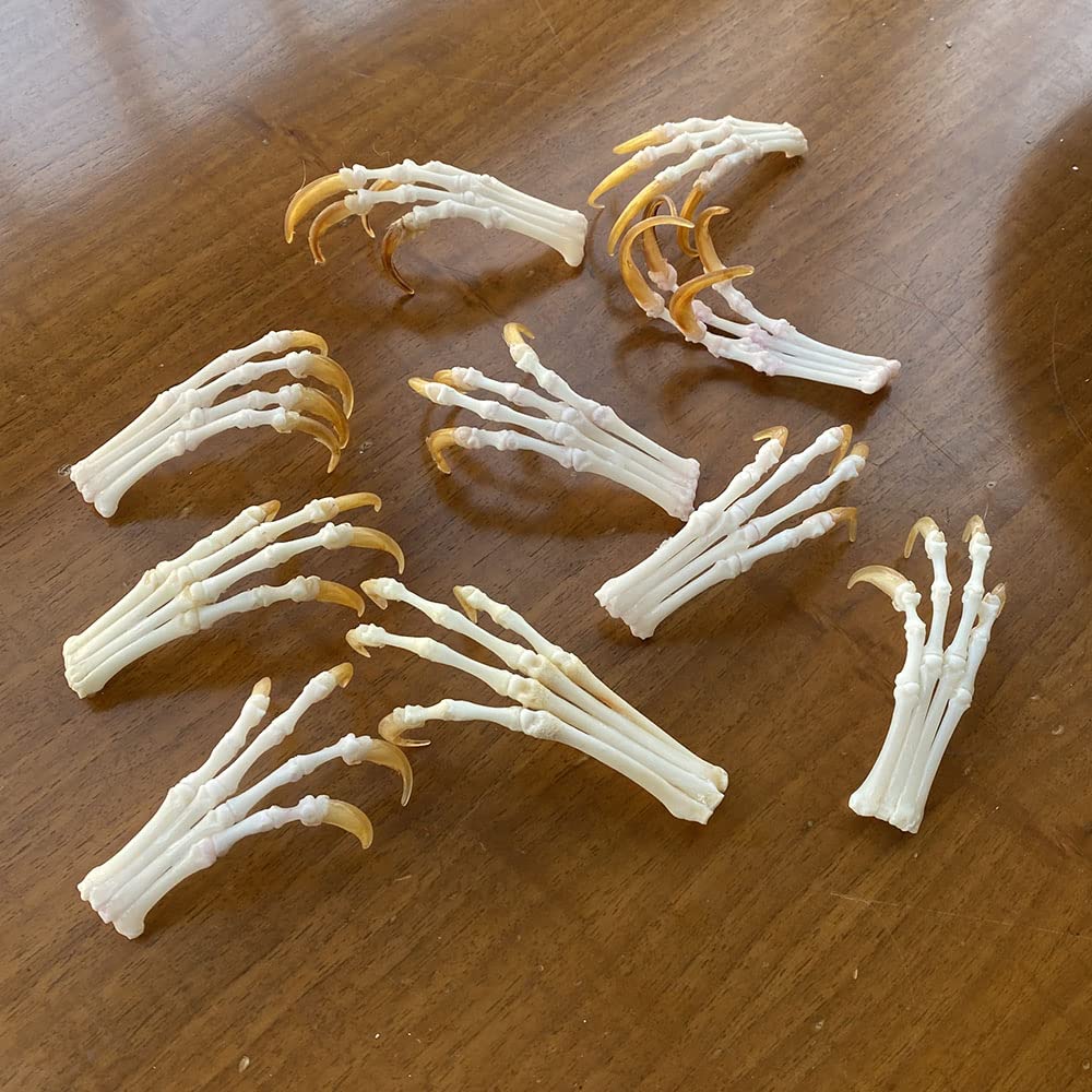 10pcs Real Skull Red Fox, Silver Fox, Cross Fox feet Articulated Bones Claws Paws Taxidermy &