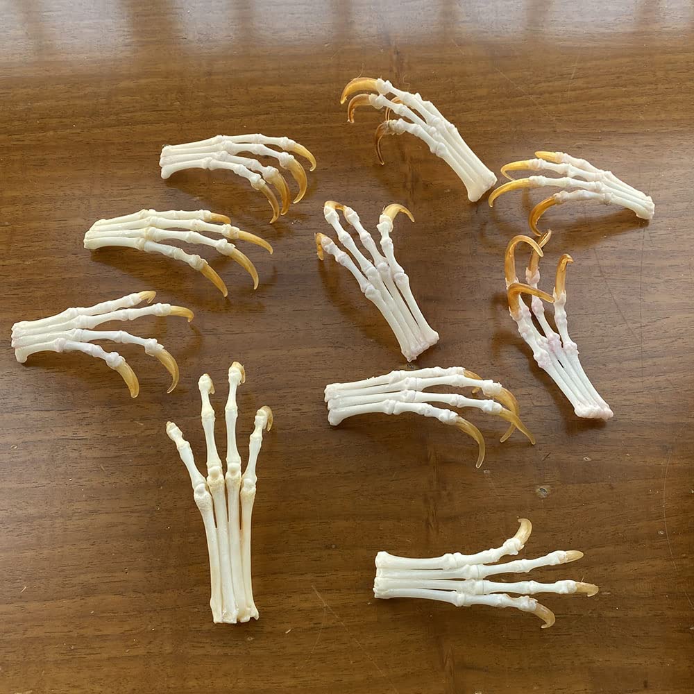 10pcs Real Skull Red Fox, Silver Fox, Cross Fox feet Articulated Bones Claws Paws Taxidermy &