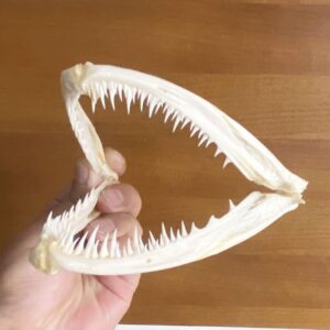 1Pcs Real Skull Anglerfish Fish Mouth Bone Skull Animal Skull Specimen