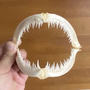 1Pcs Real Skull Anglerfish Fish Mouth Bone Skull Animal Skull Specimen