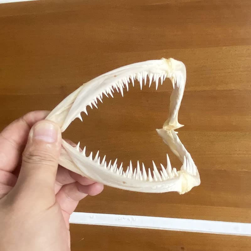 1Pcs Real Skull Anglerfish Fish Mouth Bone Skull Animal Skull Specimen