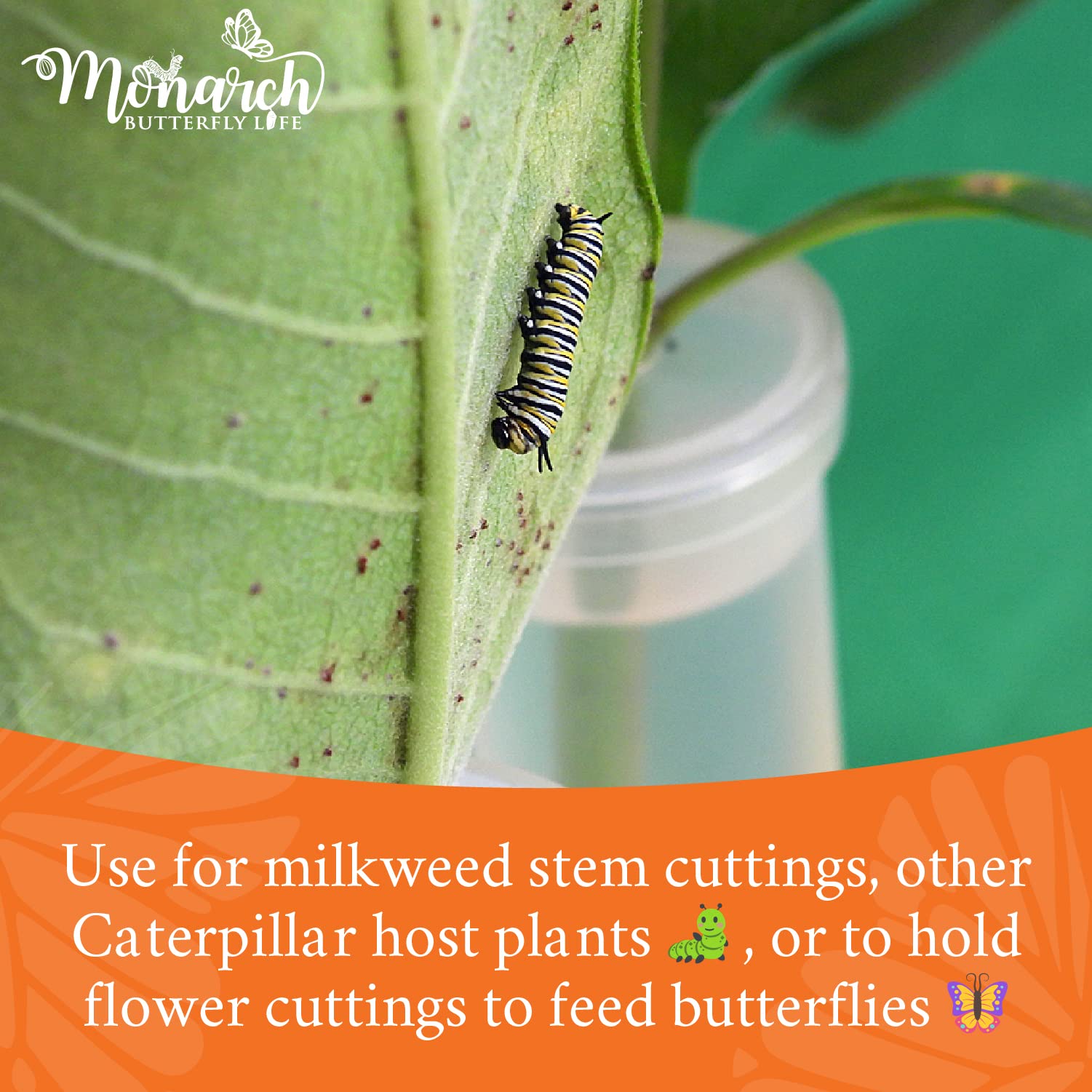 8-Pack FAT CAT Large Floral Tubes with Flat Lids | Flower Water Tubes to Feed Caterpillars Milkweed Stem and Leaf Cuttings, Host Plants, and Nectar Flowers to Keep Them Fresh by MONARCH BUTTERFLY LIFE