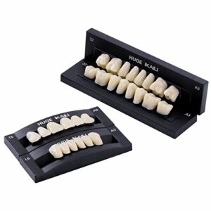 dental acrylic resin denture false teeth a3, t6 synthetic polymer resin fake teeth for replacement, halloween, diy (28 pcs/set)