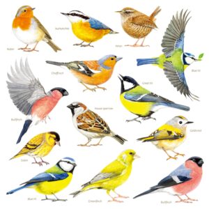 decowall ds-8043 garden birds wall decals stickers kids peel and stick removable nursery bedroom living art décor tree flying branch diy vinyl home decoration flower watercolor colorful office