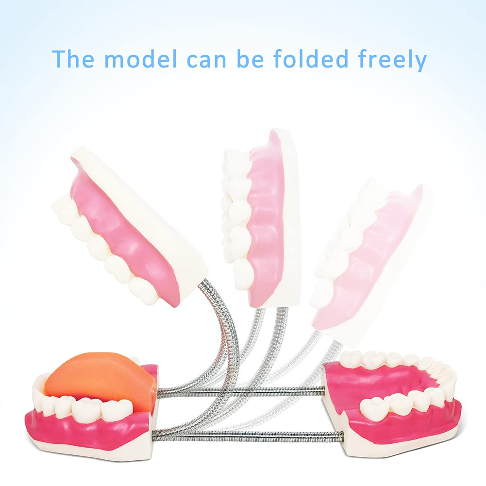 2024 Newest Design Dental Teeth Care Model for Medical Student Learning Tool,Adult Standard Demonstration Teeth Model,W/Giant Toothbrush, 32 Teeth, Kids Dental Care Teaching Demonstration Model,