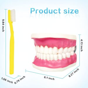 2024 Newest Design Dental Teeth Care Model for Medical Student Learning Tool,Adult Standard Demonstration Teeth Model,W/Giant Toothbrush, 32 Teeth, Kids Dental Care Teaching Demonstration Model,