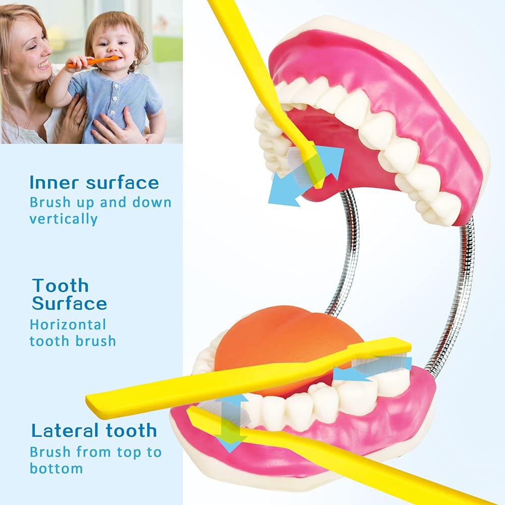 2024 Newest Design Dental Teeth Care Model for Medical Student Learning Tool,Adult Standard Demonstration Teeth Model,W/Giant Toothbrush, 32 Teeth, Kids Dental Care Teaching Demonstration Model,