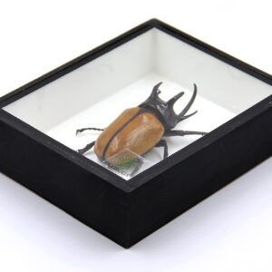 Rare Giant 5 Horn Rhino/Rhinoceros Beetle, Eupatorus gracilicornis, Taxidermy Insect Box Entomology Gift (Black Wooden Box)