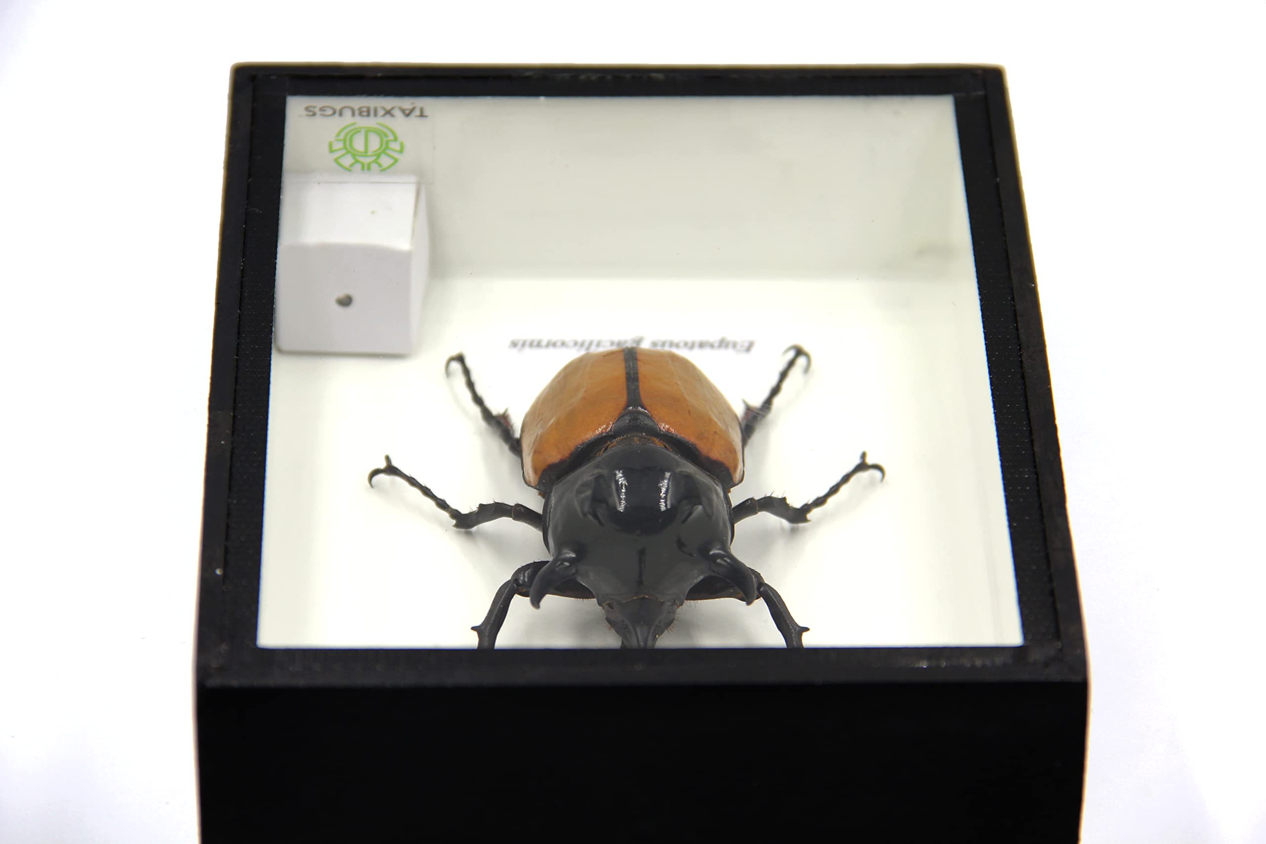 Rare Giant 5 Horn Rhino/Rhinoceros Beetle, Eupatorus gracilicornis, Taxidermy Insect Box Entomology Gift (Black Wooden Box)