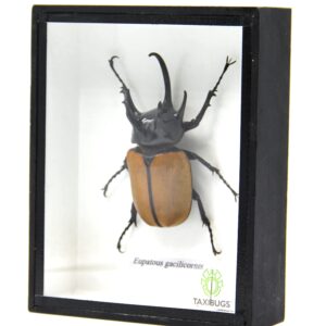 Rare Giant 5 Horn Rhino/Rhinoceros Beetle, Eupatorus gracilicornis, Taxidermy Insect Box Entomology Gift (Black Wooden Box)