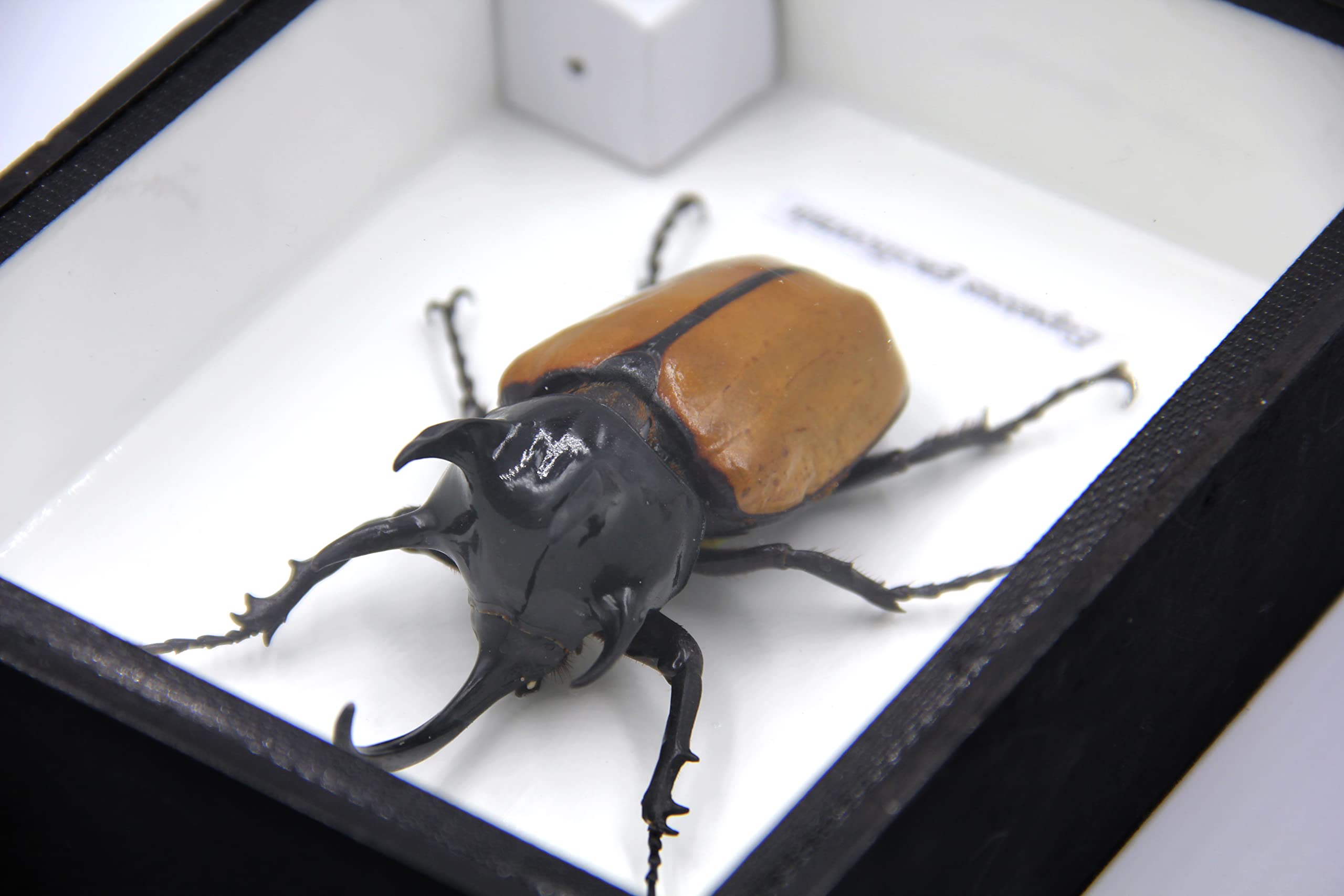 Rare Giant 5 Horn Rhino/Rhinoceros Beetle, Eupatorus gracilicornis, Taxidermy Insect Box Entomology Gift (Black Wooden Box)